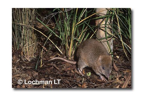 Long-footed Potoroo - Lochman TransparenciesLochman Transparencies