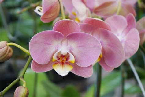 Phalaenopsis (Moth Orchid): Care Guide & Pictures - Brilliant Orchids