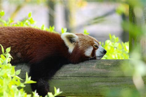 Please follow #iloveredpandas Sleeping red panda in a zoo I visited # ...