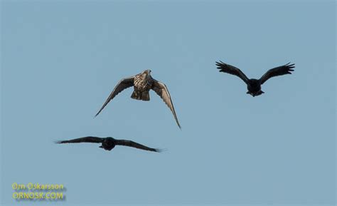 Hunting Gyrfalcon | ORNOSK – birds, landscape, weather