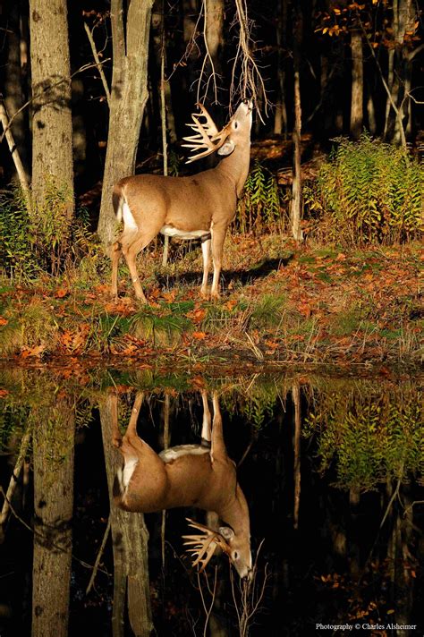 Understanding Whitetail Scrape Behavior - Legendary Whitetails ...