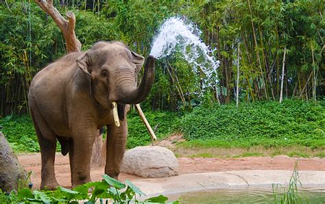 Laos Wildlife