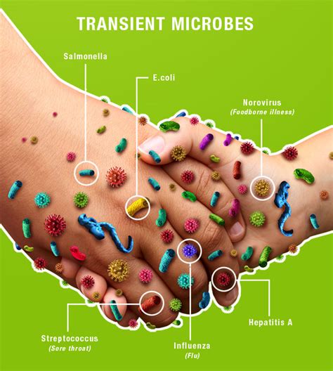 Transient Germs Facts - Brevis Corporation