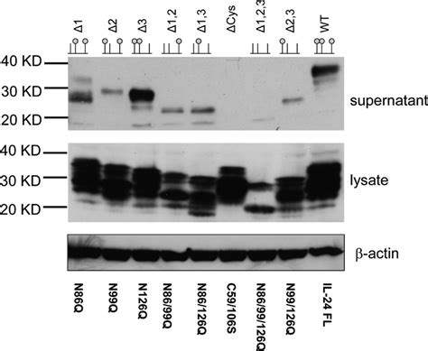 Western blot of SDS gel showing soluble secreted human IL-24 ...