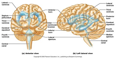 Brian Owens Image: Brain Ventricles