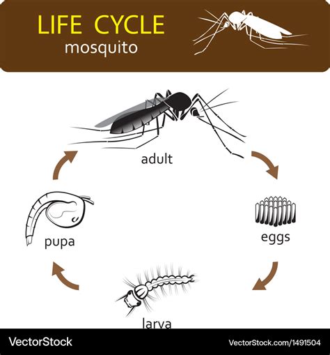 Life cycle mosquito Royalty Free Vector Image - VectorStock