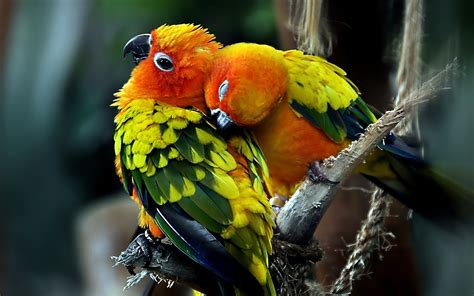 Vibrant Sun Parakeets: A Stunning HD Wallpaper