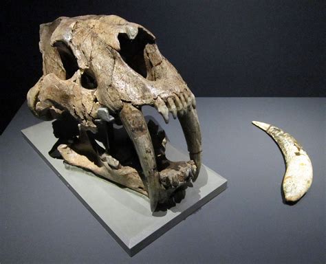 Smilodon Facts For Kids & Adults: Prehistoric Animal Info & Pictures