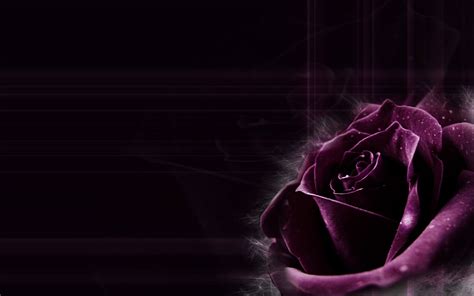 Dark Purple Roses Wallpaper - WallpaperSafari