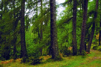 BOSQUES DE CONÍFERAS (Larix decidua Miller y Pseudotsuga menziesii ...