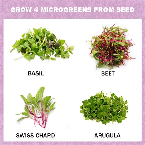 Microgreens Kit - Grow 4 Types Of Micro Greens From Seed | Microgreens ...