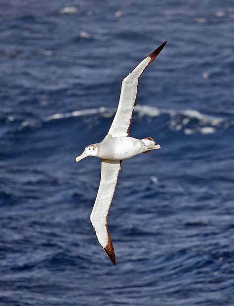 Wandering Alabatross - Antarctica birds fact file