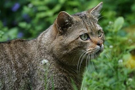 El gato montés es uno de los últimos felinos de Europa