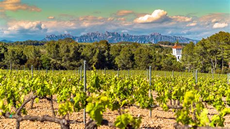 Explore the Penedes wine region | A&K Villas