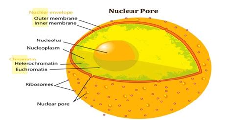 Nuclear Pore - Assignment Point