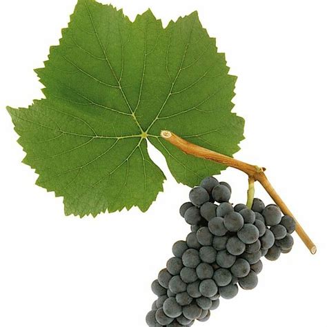 Grape Varieties | Austrian Wine