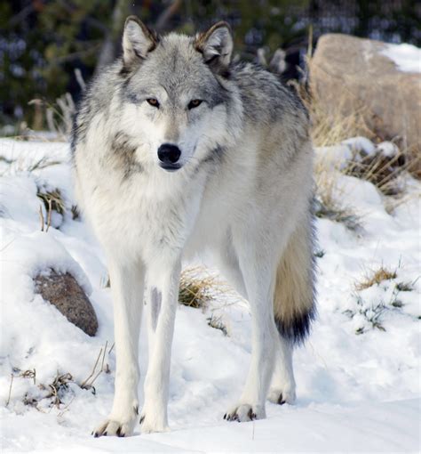 Northwestern wolf - Wikipedia