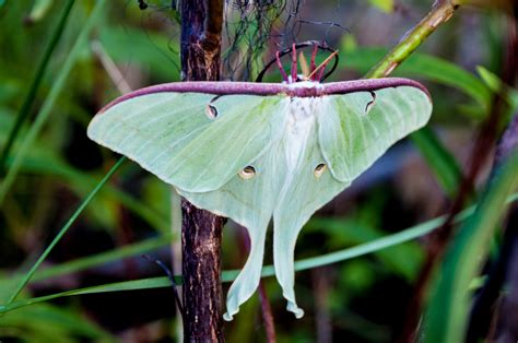 Luna Moth (Actias Luna) - Life Cycle, Behaviour, and Other Facts