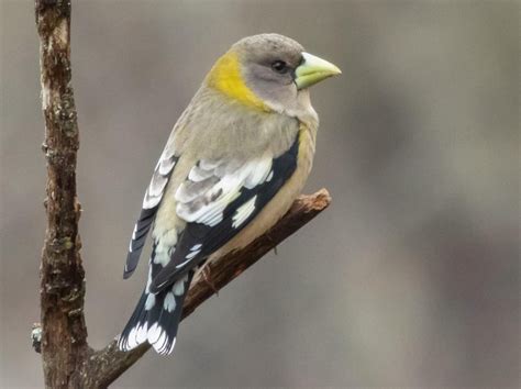 Evening Grosbeak Male And Female