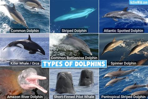 14 Types of Dolphins and Their Pictures – Nature Blog Network