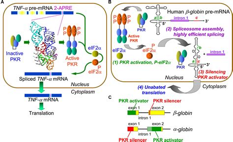 Frontiers | Control of mRNA Splicing by Intragenic RNA Activators of ...