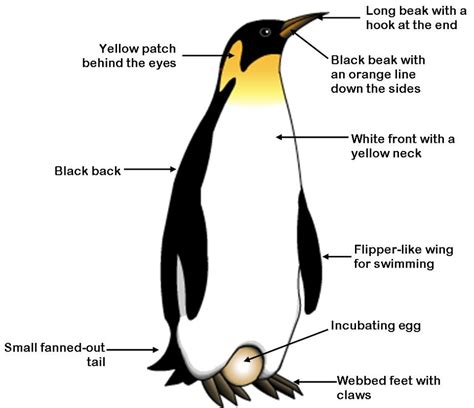 Natural Selection and Evolution - Emperor Penguin (Aptenodytes forsteri)