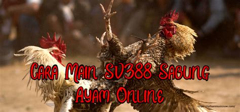 Sabung Ayam Online Archives - Turnamen Game Online Terbaru