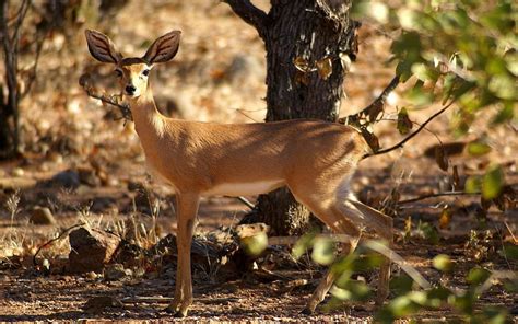 Animals, Trees, Grass, Pygmy Antelope, Dwarf Antelope, Stenbock ...