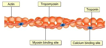 Biology A2 revision OCR