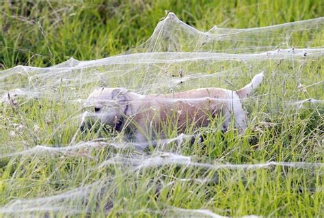 spider webs in trees australia - Dallas Carman