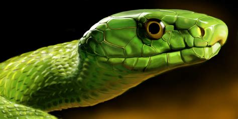 Green Mamba Snake by meeshoo17 on DeviantArt