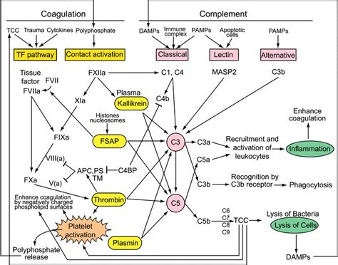 Crosstalks between coagulation, fibrinolysis and complement systems ...