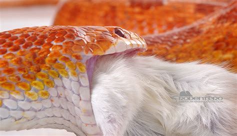 How to Feed Frozen/Thawed Food to Snakes in Captivity