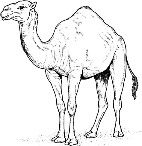 Free Drawing Of Animal Camel In Desert, Download Free Drawing Of Animal ...