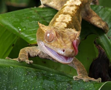 Crested Gecko Care Sheet: A Complete Guide for Beginners