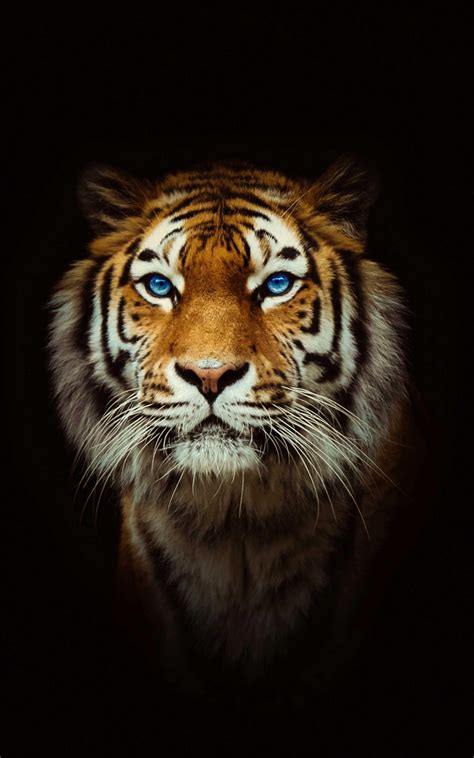 346 Wallpaper Hd Android Tiger Images - MyWeb