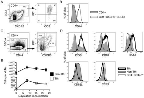 The conical phenotypic markers of Tfh cells established in other mouse ...