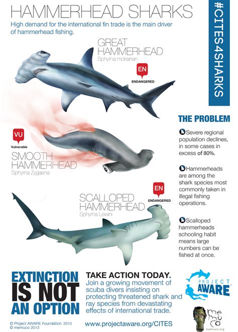 7 Fascinating Hammerhead Shark Facts