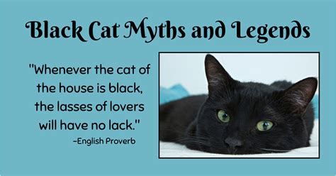 Are Black Cats the New Good Luck Charm? | Mother Nature