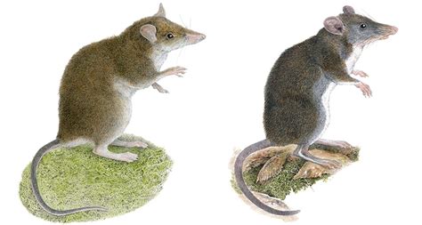 Two new species of rats that hop like kangaroos have been found ...