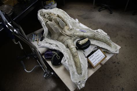 LA Metro construction unearths mammoth fossils | 89.3 KPCC