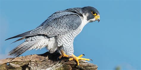 Peregrine Falcon