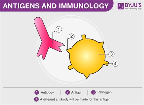 Antibody - Structure, Types And Functions, (2023)