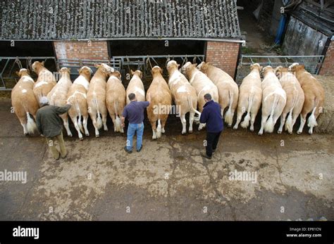 Simmental Cattle Stock Photo - Alamy