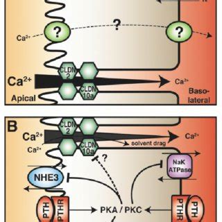 Proximal tubule (PT) calcium (Ca 2+ ) reabsorption. (A) Calcium ...