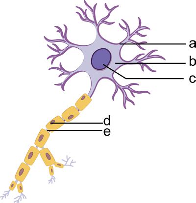 Label the parts of a neuron in the following diagram. | Homework.Study.com