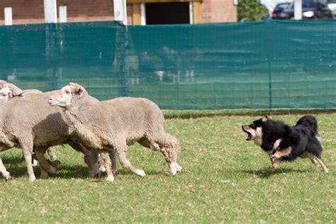 Herding - Pawformance