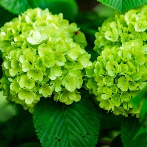 Buy Green Hydrangeas Online | Garden Goods Direct