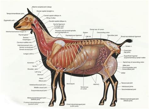 Goat Anatomy - The Goat Chick