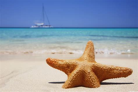 Beach and Starfish Wallpaper - WallpaperSafari